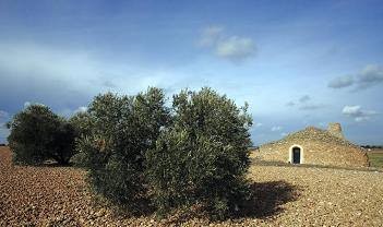 olivo