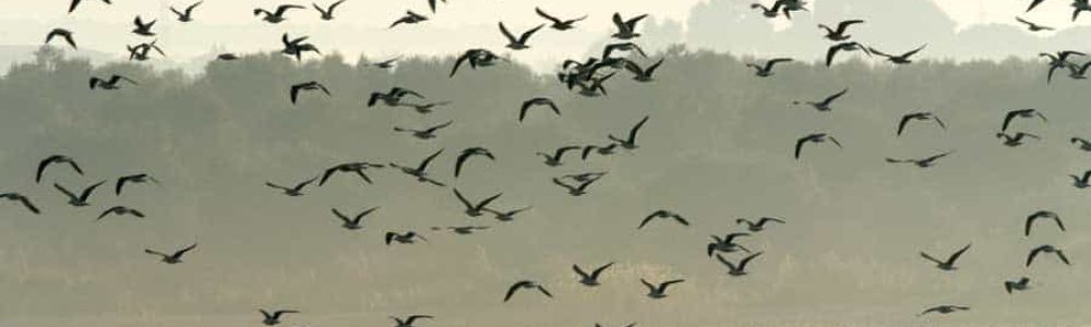 02-actividades-mosaico-06B