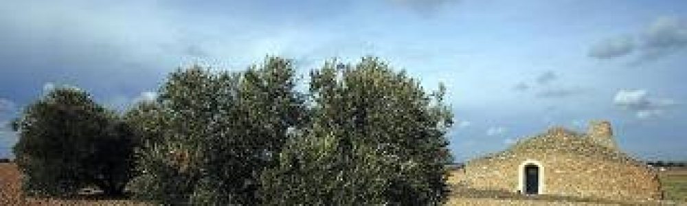 olivo